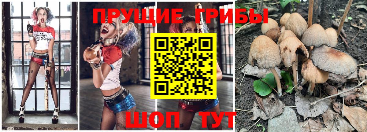 Псилоцибиновые грибы Psilocybine cubensis Химки